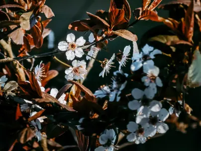 Kineko Casino Mobilna aplikacija